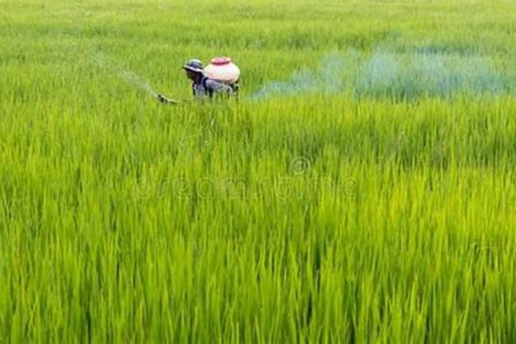 水稻一生要用多少尿素,尿素施多了怎么办