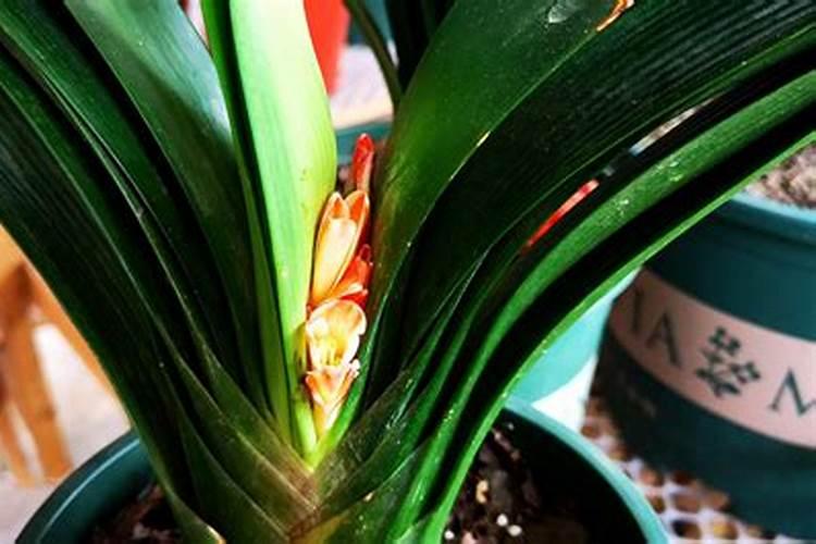 君子兰夹箭应急小妙招