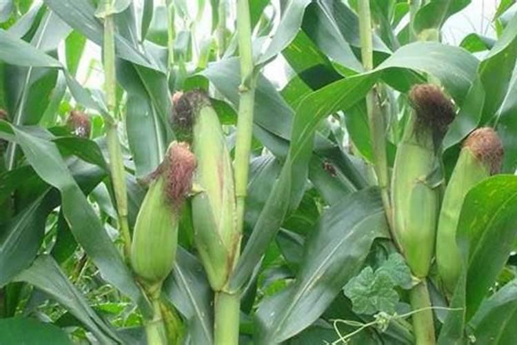 杜鹃花底肥放什么肥好 底肥施用方法