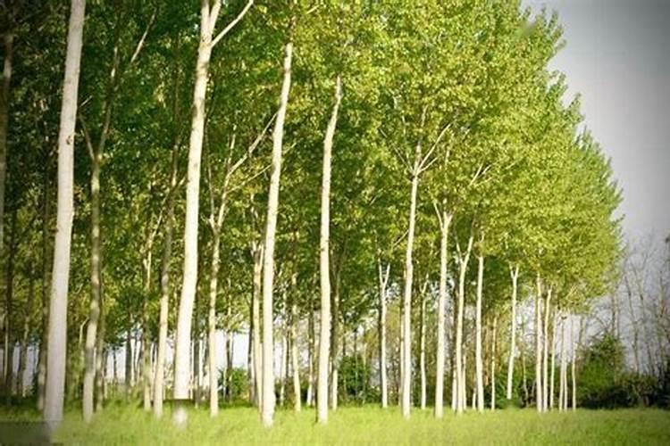 河北氨基酸叶面肥最简单三个步骤