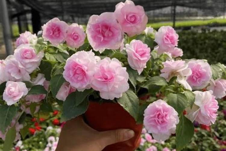 米兰有花苞能喷磷酸二氢钾吗