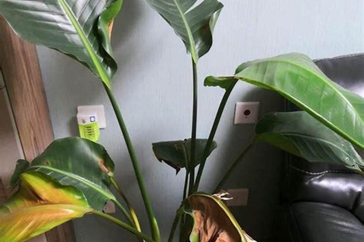 天堂鸟种植方法