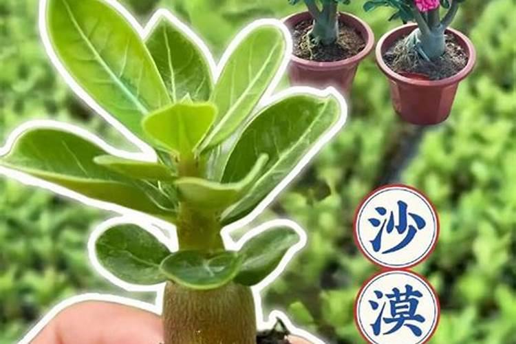em菌的正确使用方法