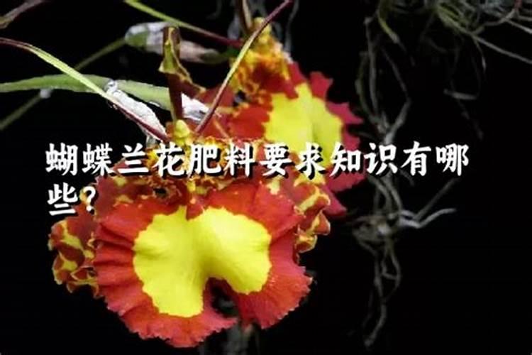 蝴蝶兰生长期怎么施肥开花多