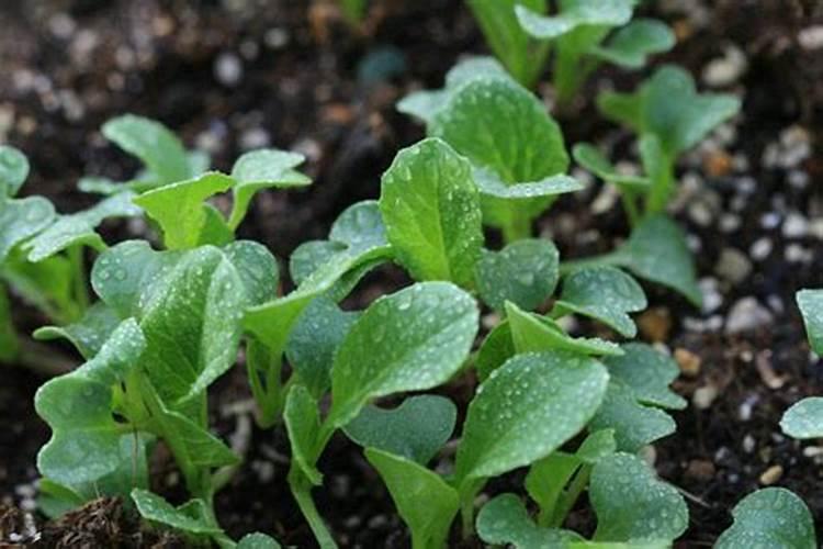 月季夏季施肥时间和方法