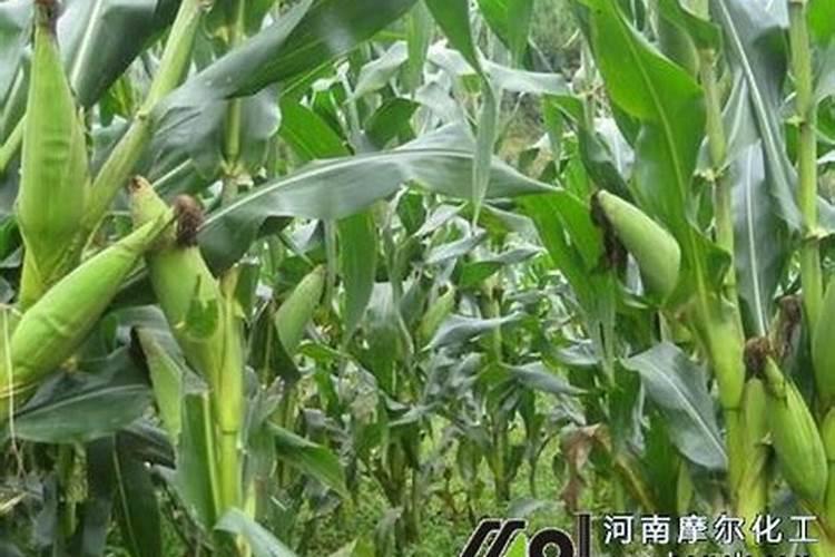 蜜桃雪山高钾肥什么时候浇