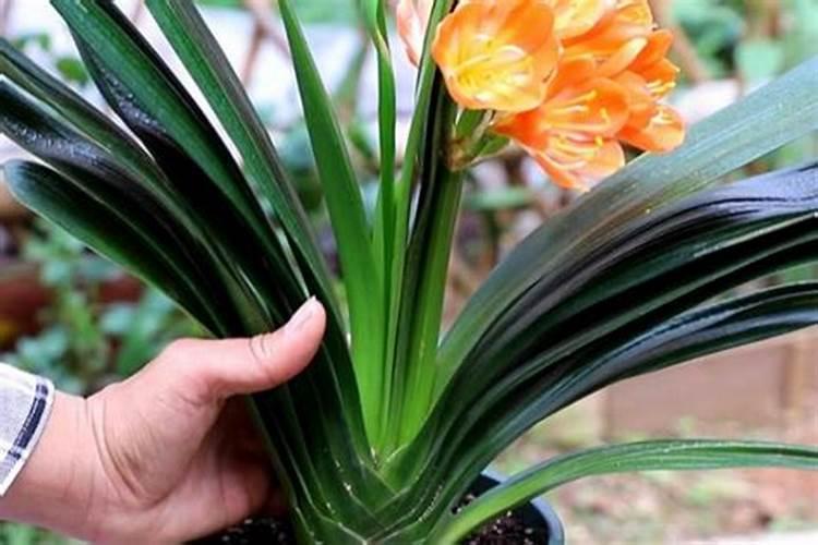 芸苔素能促进生根吗