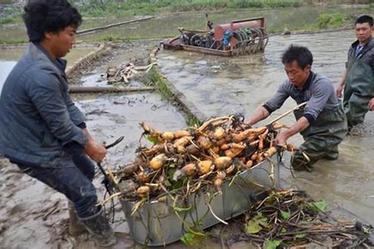 治疗稻飞虱最佳药
