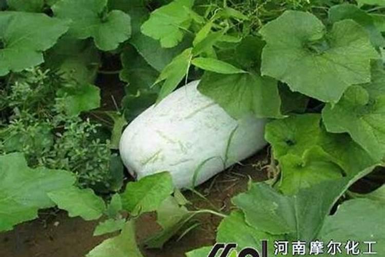 种植冬瓜时如何施肥才能高产？有什么好的办法呢？