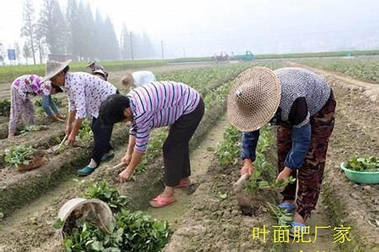 肥料施入土壤后多久能见效(肥料放在土里有效期是多久)