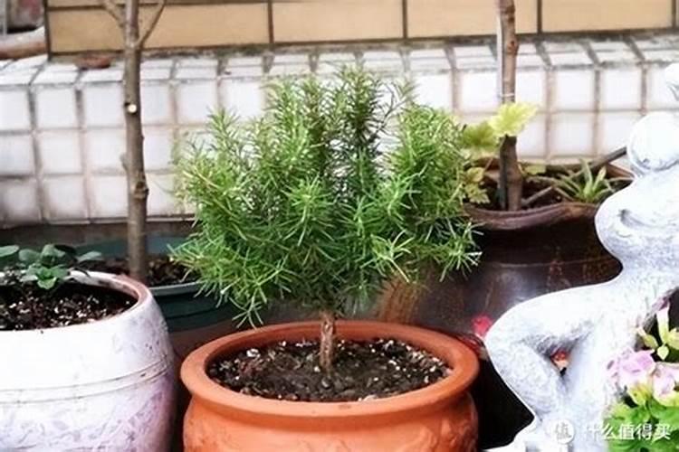迷迭香施什么肥最好