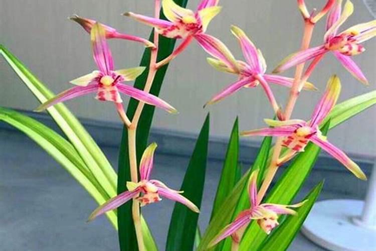 为什么要推广长效氮肥？目前长效氮肥有哪些类型？