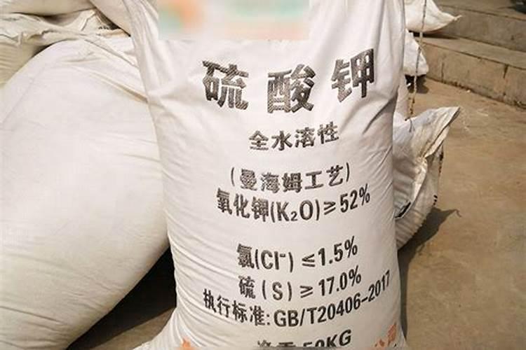 枇杷树怎么种植