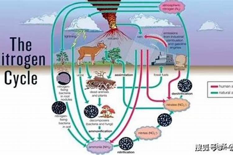 种植花生和大豆时,不需要施氮肥的原因是( )A.土壤中的氮肥足够多B.大...