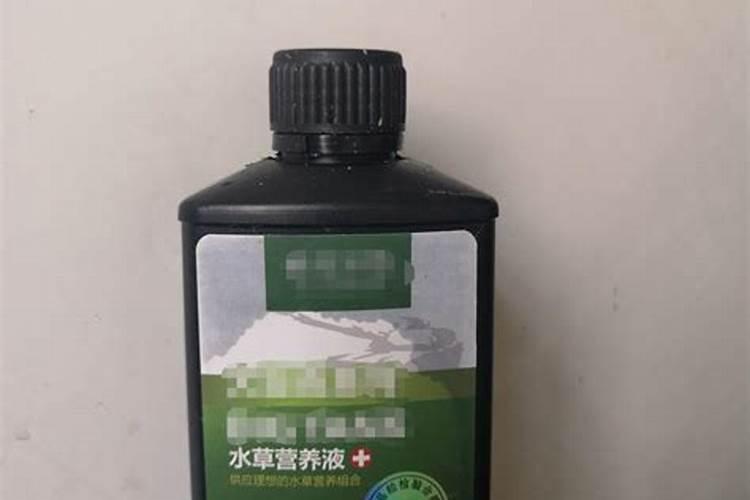 连续阴雨天月季怎么养