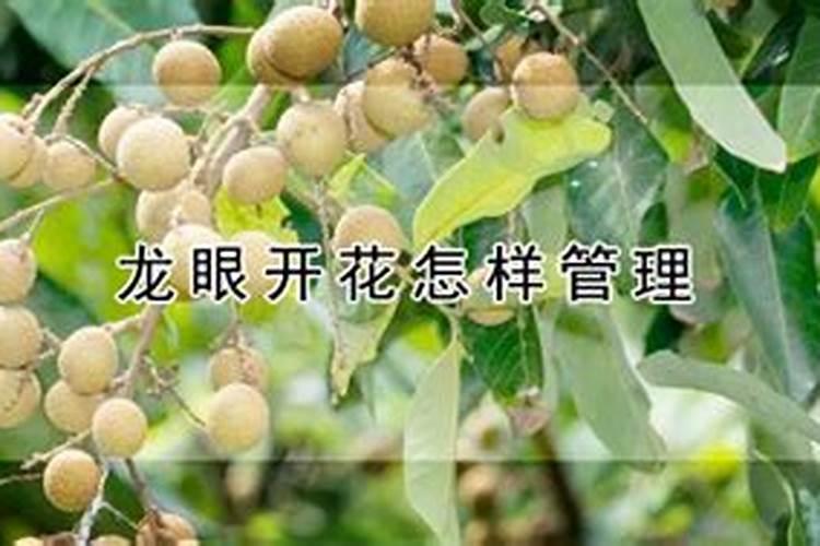 龙眼花期怎么管理 如何管理龙眼花期