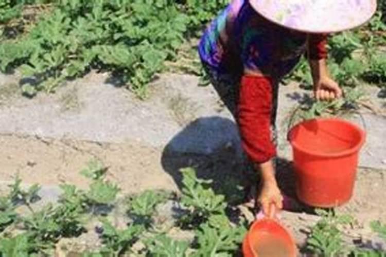 种西瓜需要什么肥料