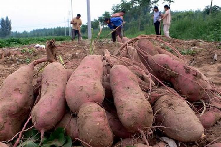 米兰施肥需施什么肥料