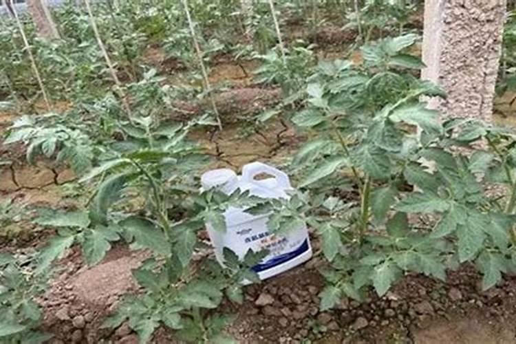 我家的绿萝作文