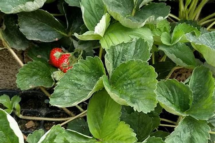 草莓根本追肥用什么肥料最好