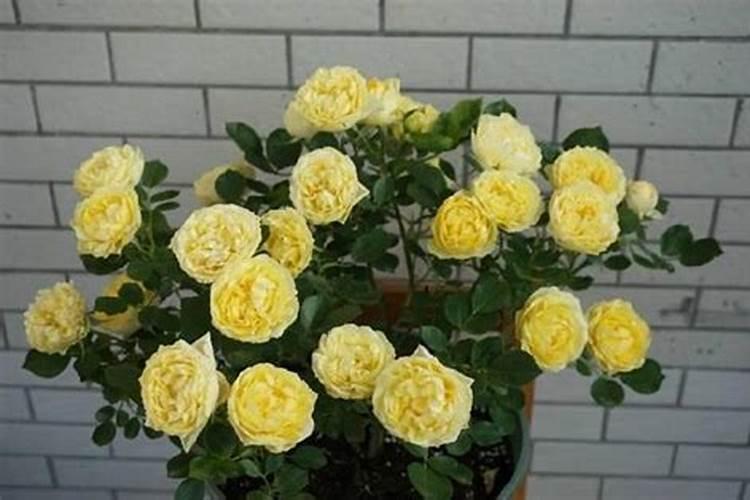 金丝雀花的养法