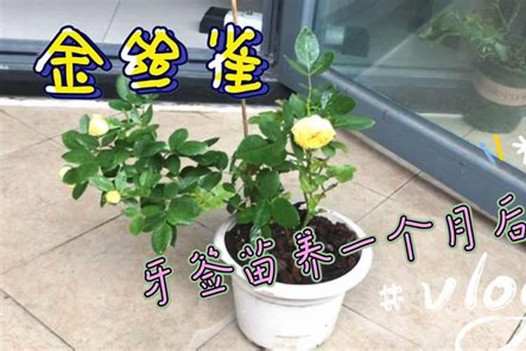 无刺月季品种有哪些