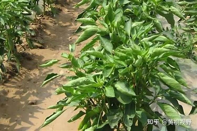 辣椒生长期能打硼肥吗？