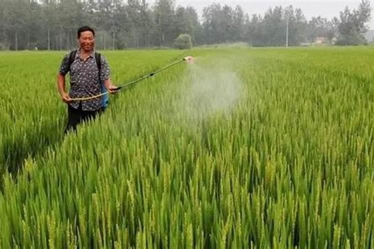 桔树的种植方法