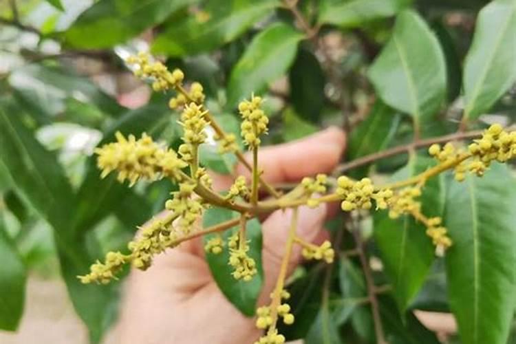 含腐植酸水溶肥料配方