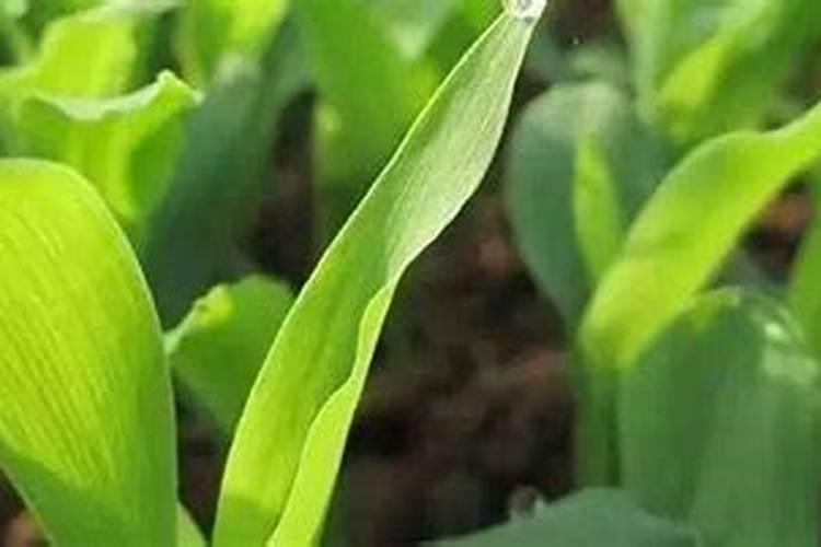 陈皮柑的种植技术与管理方法