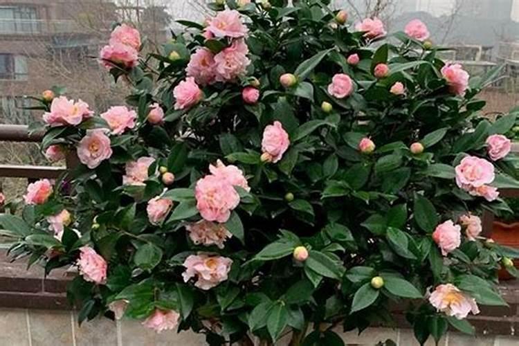 葡萄小黑点病因与防治有哪些？