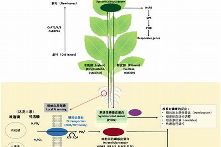 花木如何施磷肥