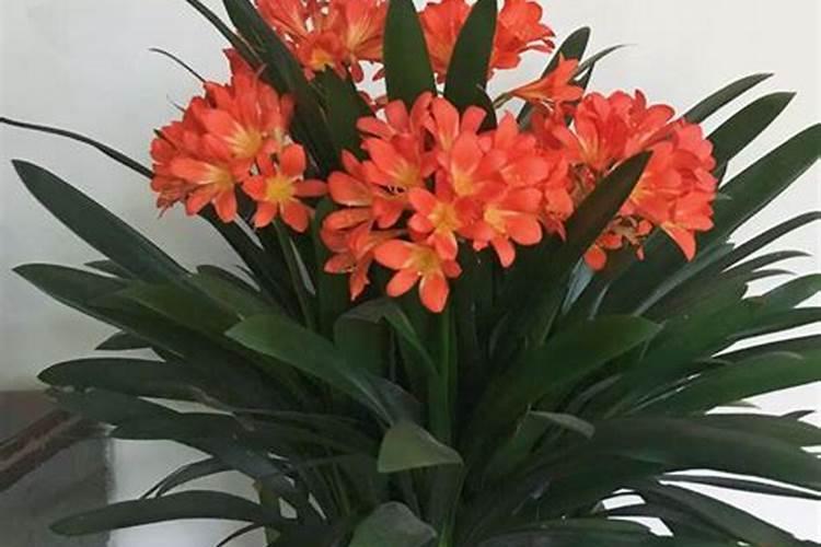 水溶肥板结成块怎么弄碎？