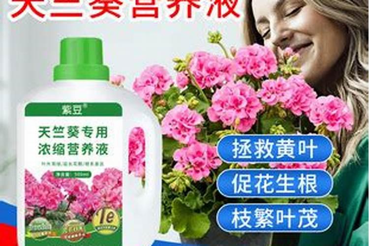 天竺葵施什么肥好,天竺葵怎么施肥