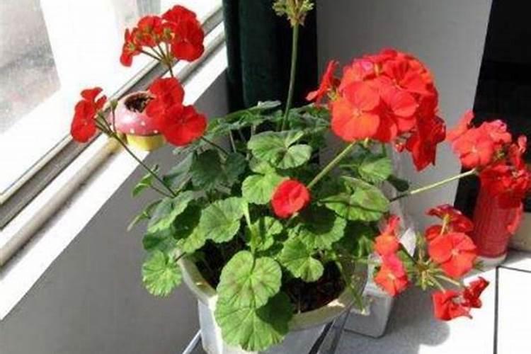 天竺葵用什么肥料