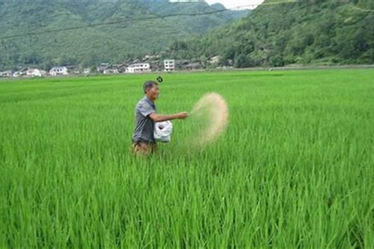 钾肥施用要注意什么