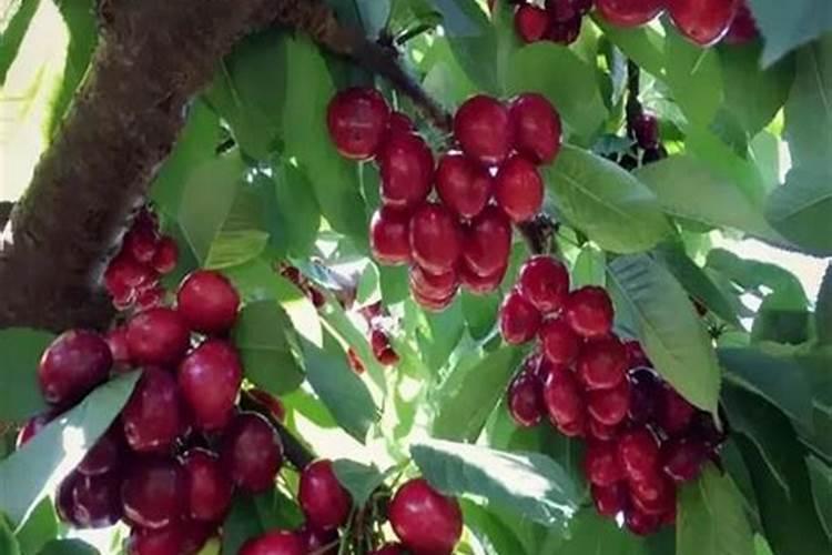 液氮处理新鲜植物时的操作办法