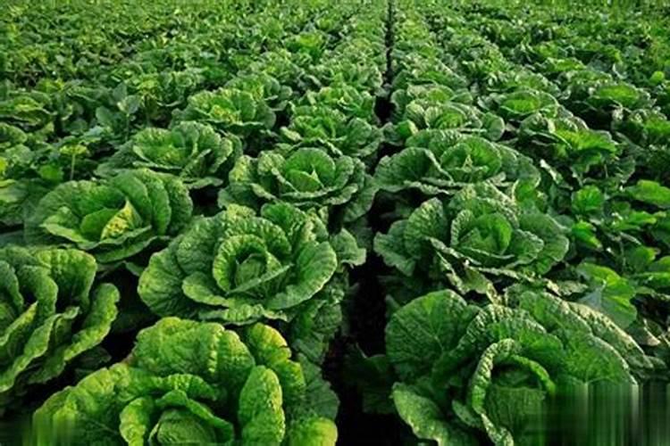 怎样让西瓜快速膨大