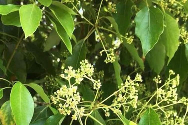 香樟树叶可以做肥料吗