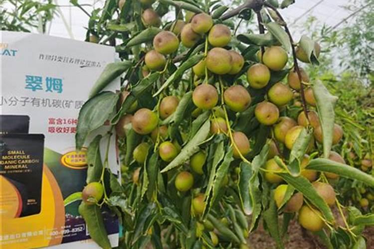 果树施什么肥好