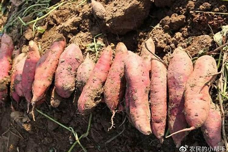 栽红薯用什么肥料最好