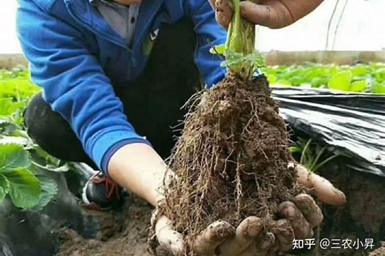 仔姜施肥技巧
