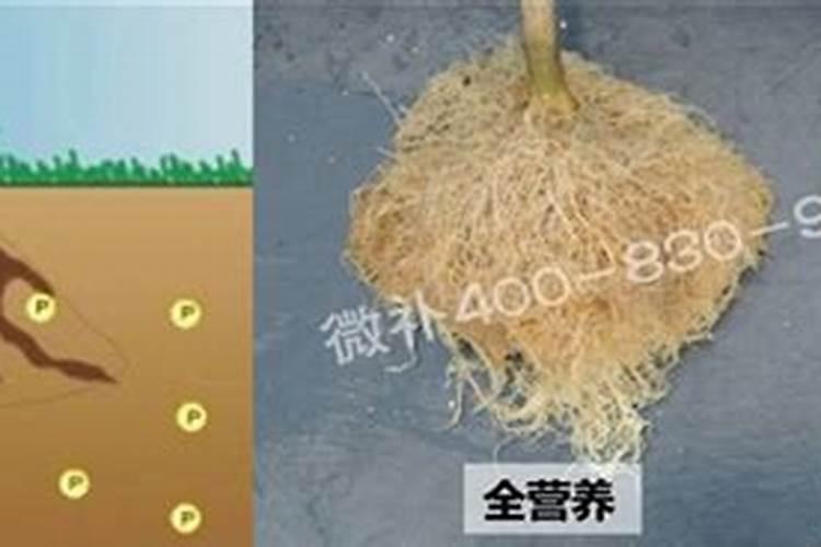 磷肥对哪些作物最好