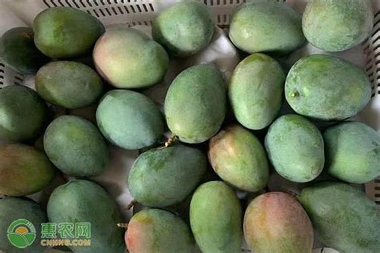 凯特芒果果期怎样施肥？