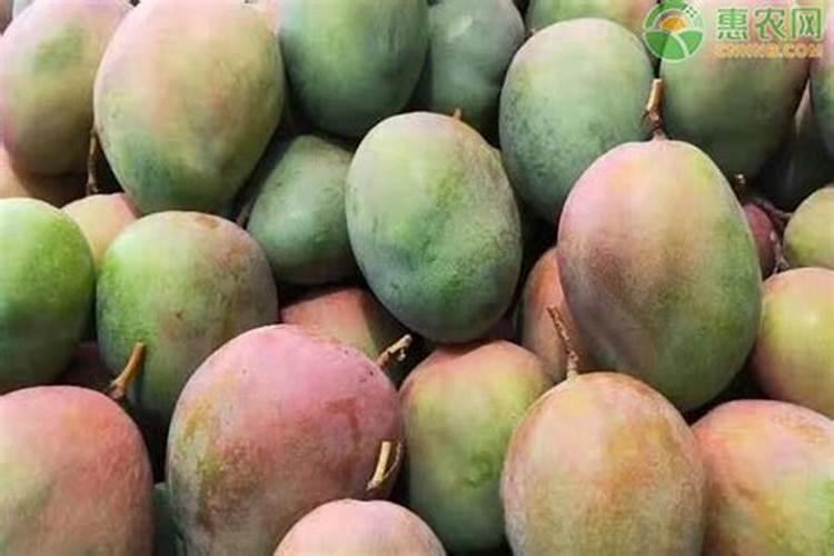 凯特芒果的特点