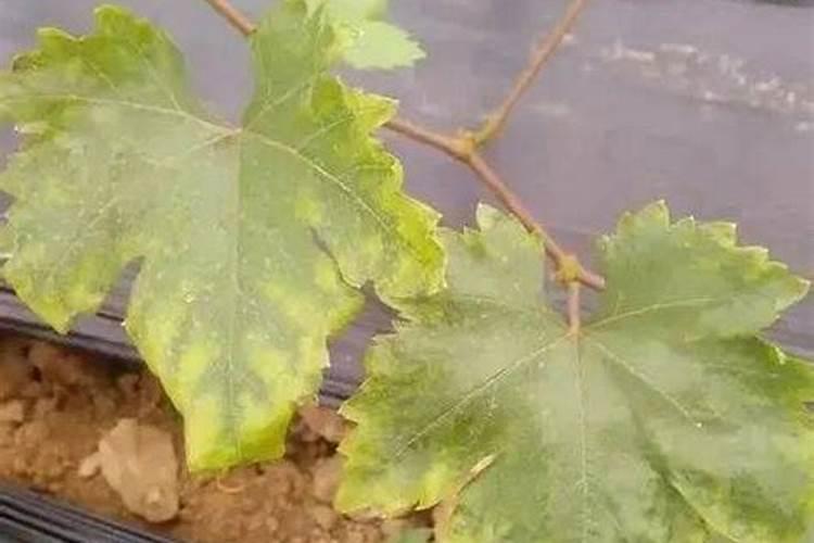 精准营养!大量元素水溶肥的功效