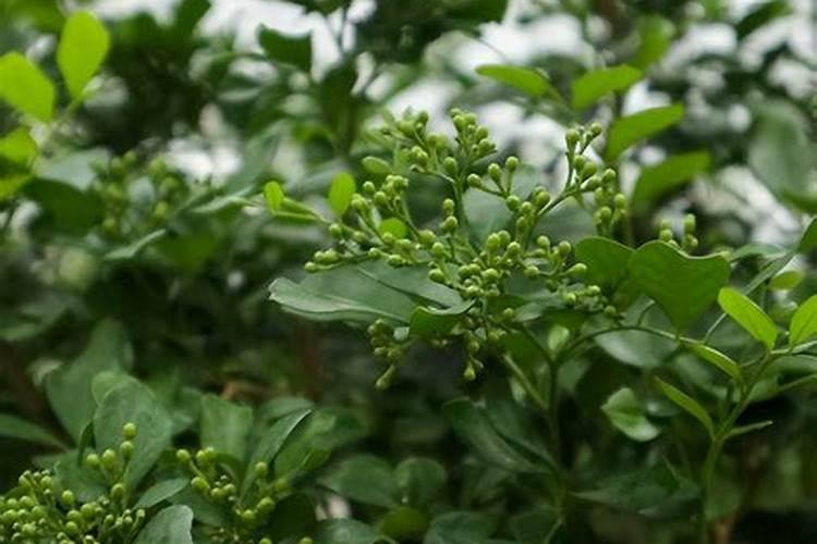 硝基肥适不适合种茶叶