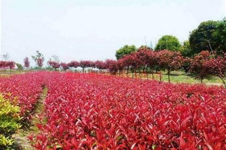 例:没有太阳,植物将无法进行光合作用,植物将会死去？