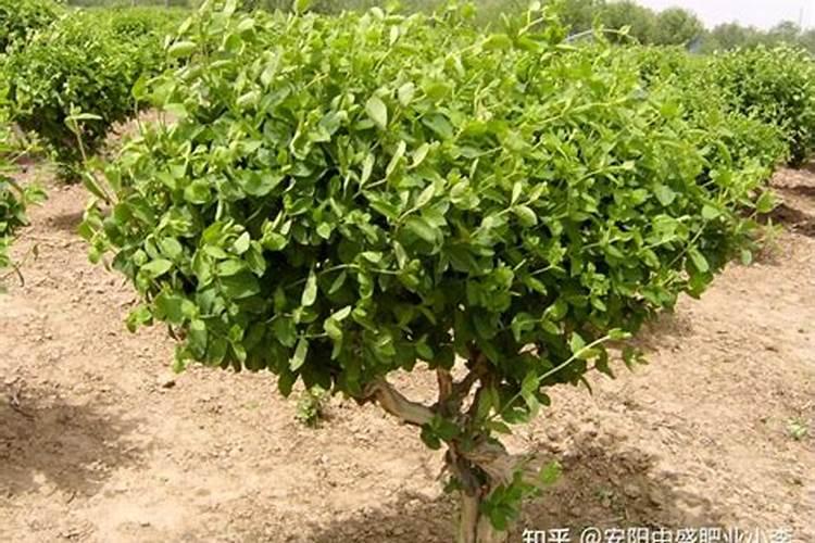 金银花施肥方法大全!