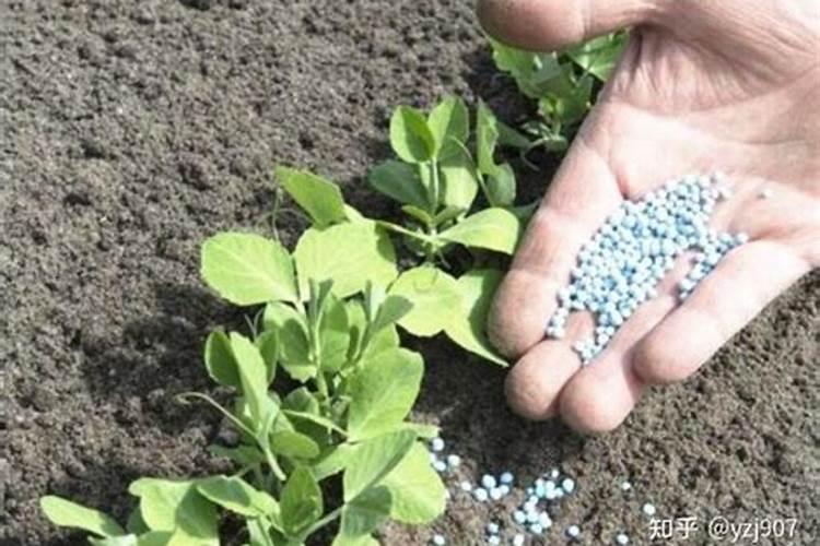 农药与芸苔素混用会降低或消除药效呢？